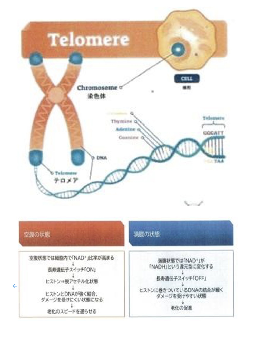 窓際に立つ女性